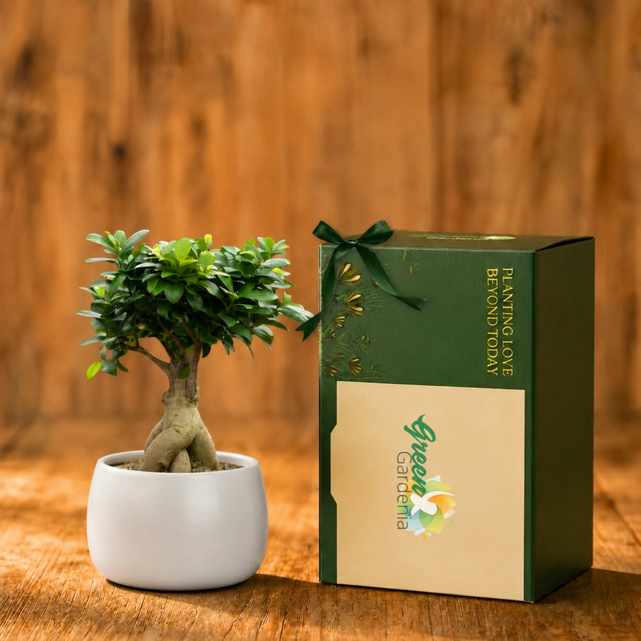 Ficus Ginseng Bonsai - Ceramic Pot | Corporate Branding Edition