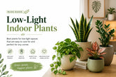 Low light indoor plants