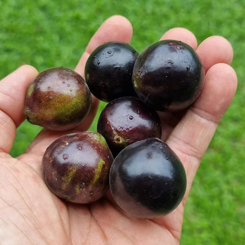 Jabotica Plants