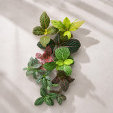 10 Fittonia (Jiffy plants) Combo