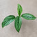 Calathea Varieties (Jiffy Plant) Combo