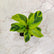 Calathea Varieties (Jiffy Plant) Combo