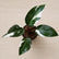 Philodendron Combo