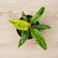 Philodendron Combo
