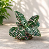 10 Fittonia (Jiffy plants) Combo