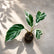 Calathea Varieties (Jiffy Plant) Combo