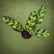 Calathea Varieties (Jiffy Plant) Combo