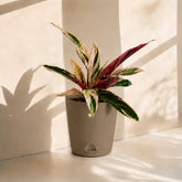 Calathea Triostar