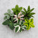 Calathea Varieties (Jiffy Plant) Combo