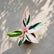 Calathea Varieties (Jiffy Plant) Combo