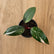 Philodendron Combo