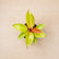 Philodendron Combo