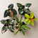 Philodendron Combo