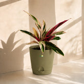 Shop Calathea Triostar