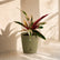 Shop Calathea Triostar