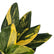 Standleyana Aurea