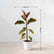 Variegated Rubber Plant