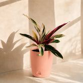 calathea stromanthe triostar