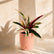 calathea stromanthe triostar