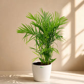Indoor