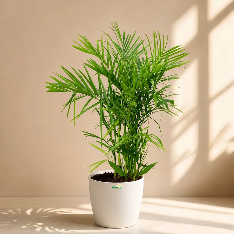Indoor
