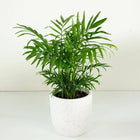 zz plant | Corporate Branding Edition