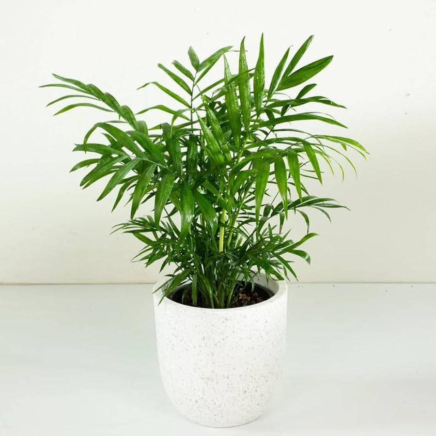 zz plant | Corporate Branding Edition