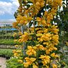 Golden Cascade