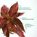 Acalypha Wilkesiana