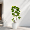 Acalypha Wilkesiana