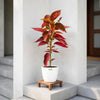 Acalypha Wilkesiana