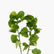 Acalypha Wilkesiana