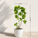 Acalypha Wilkesiana