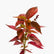 Acalypha Wilkesiana