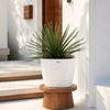 Agave Geminiflora