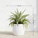 Agave Silver