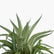 Agave Silver