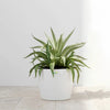 Agave Silver