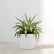 Agave Silver