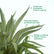 Agave Silver