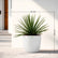 Agave Geminiflora