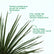 Agave Geminiflora