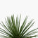 Agave Geminiflora