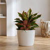 Aglaonema Lipstick