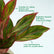 Aglaonema Lipstick