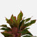 Aglaonema Lipstick
