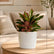 Aglaonema Lipstick