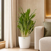 Aglaonema White Stem