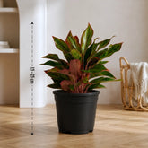 Aglaonema Lipstick Indoor