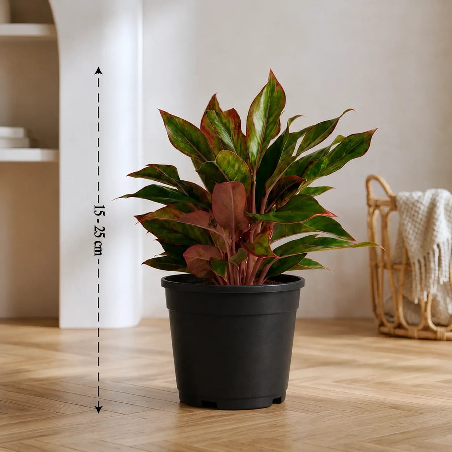 Aglaonema Lipstick Indoor